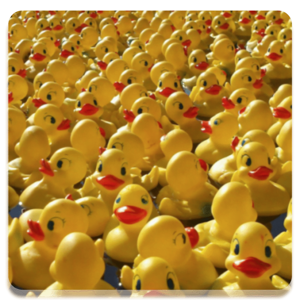 Duckrace new project 5 (2) (2)